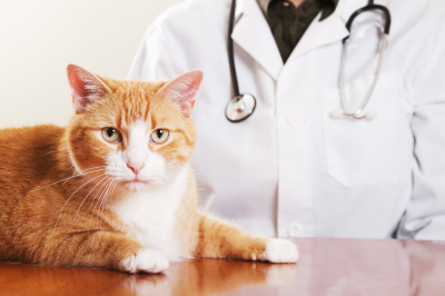 A veterinarian with a cat close up.